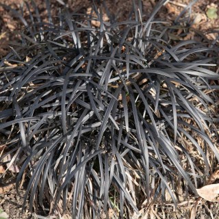 Ophiopogon nigrescens
