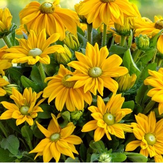 Echibeckia summerina ophelia