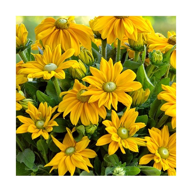 Echibeckia summerina ophelia