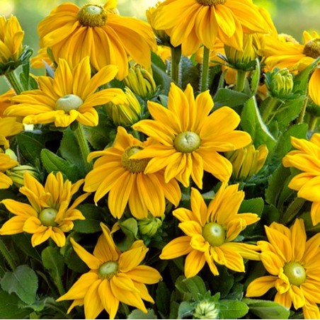 Echibeckia summerina ophelia