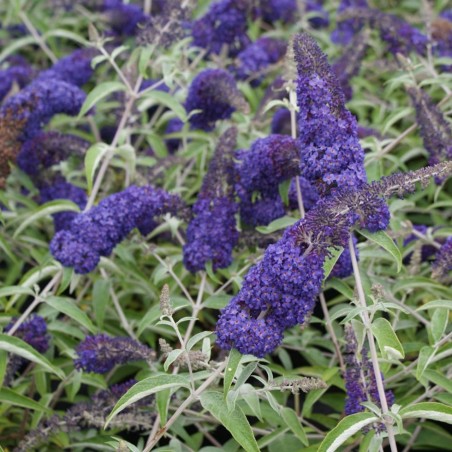 Buddleia adonis blue