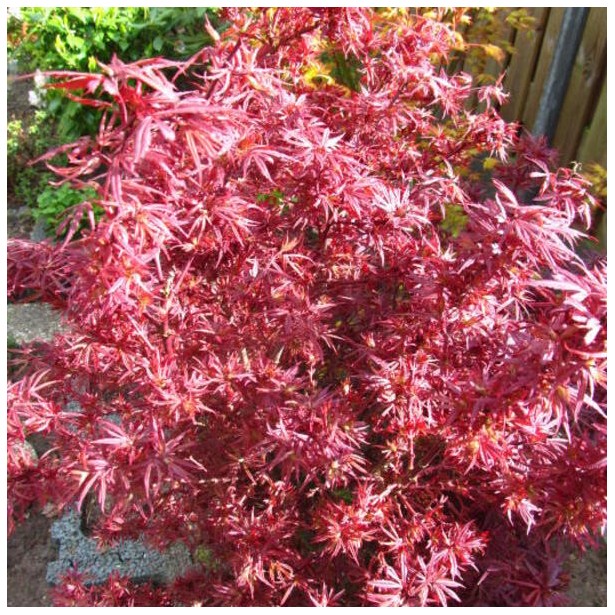 Acer palmatum shaina