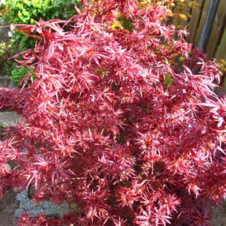 Acer palmatum shaina