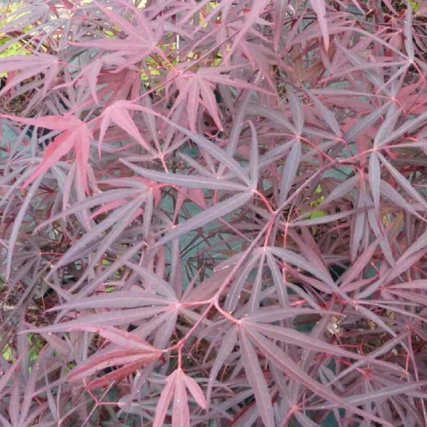 Acer palmatum Enkan
