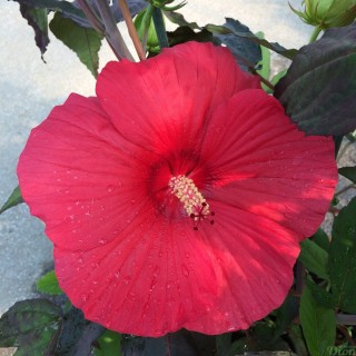 Hibiscus Summer. Midnight Marvel