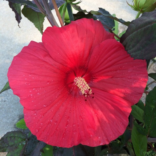 Hibiscus Summer. Midnight Marvel