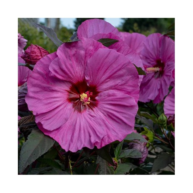 Hibiscus Summerific Berry Awesome