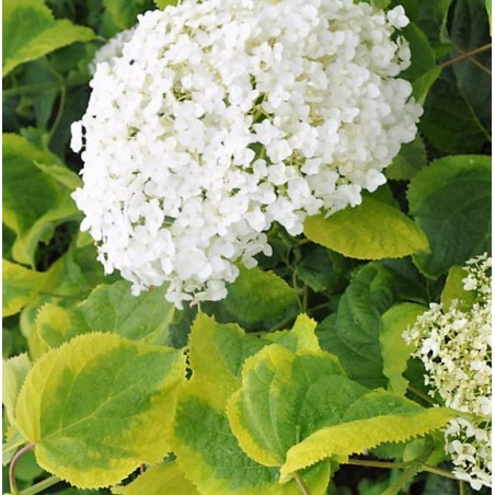 Hydrangea arborescens Golden Annabelle
