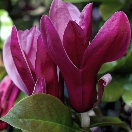 Magnolia liliflora nigra