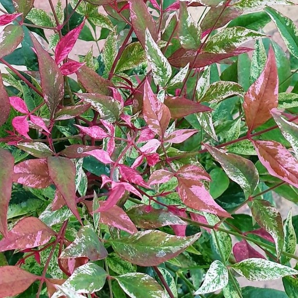 Nandina domestica red light