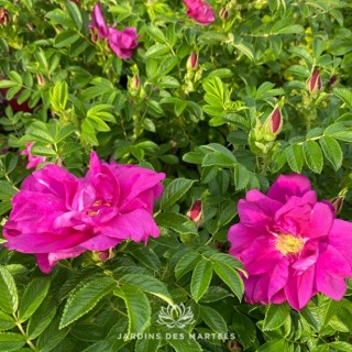 Rosa rugosa exception