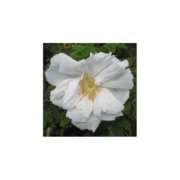 Rosa rugosa white perfection