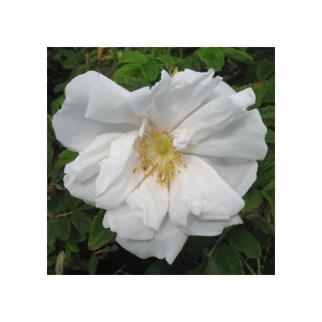 Rosa rugosa white perfection