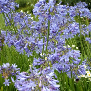 Agapanthus bressingham blue