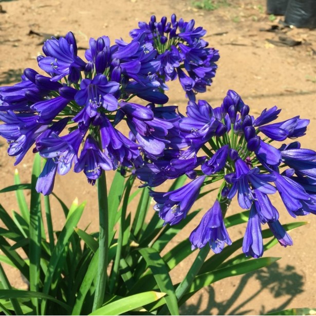 Agapanthus blue thnuder