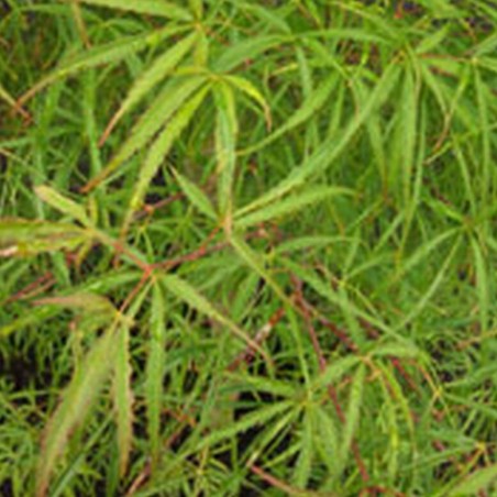 Acer palmatum kono no ito