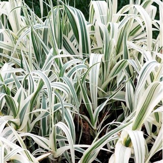 Arundo Donax Variegata