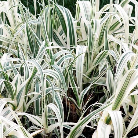Arundo Donax Variegata