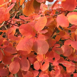 Cotinus Dummeri Grace