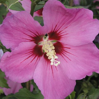 Hibiscus syriacus russian violet II