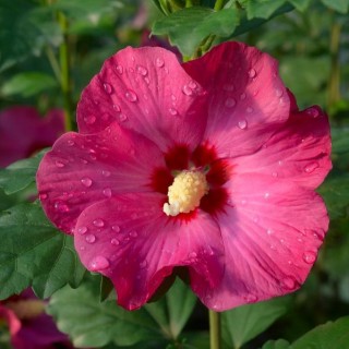 Hibiscus syriacus sup bridge