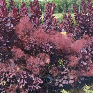 Cotinus winecraft black