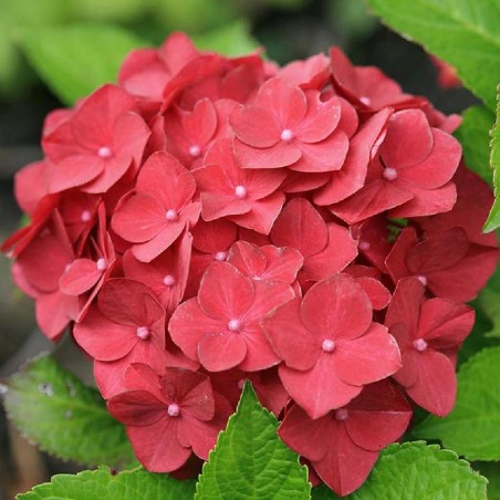 Hydrangea macrophylla hot red