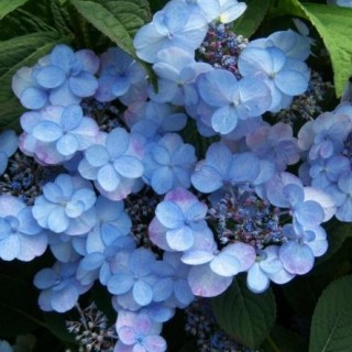 Hydrangea serrata summer glow