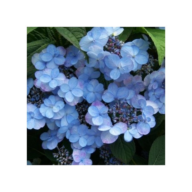 Hydrangea serrata summer glow