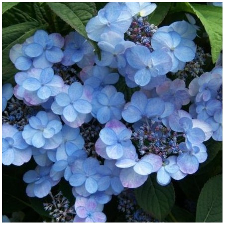 Hydrangea serrata summer glow
