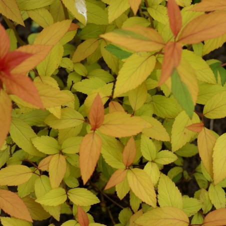 Spirea japonica magic carpet