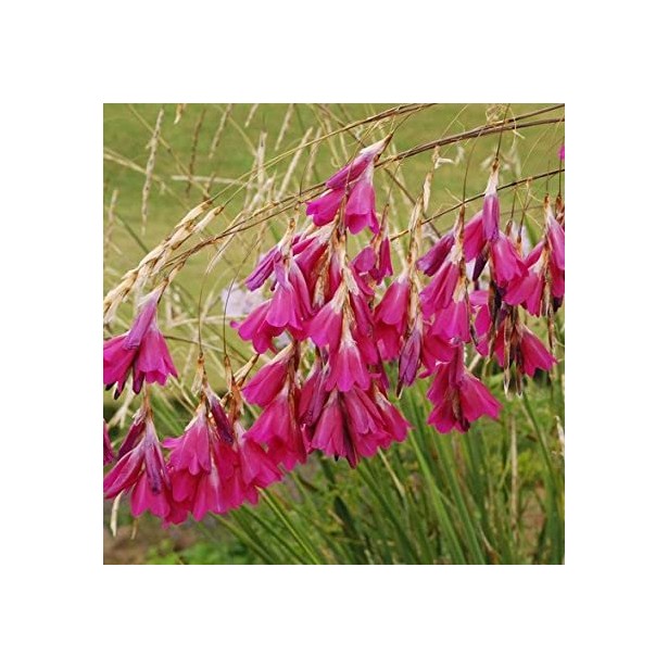 Diarama pullcherrimum