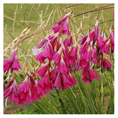 Diarama pullcherrimum