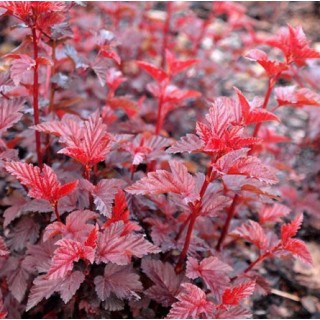 Physocarpus lady in red