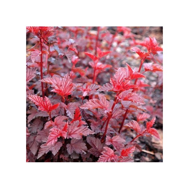 Physocarpus lady in red