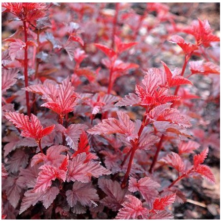 Physocarpus lady in red