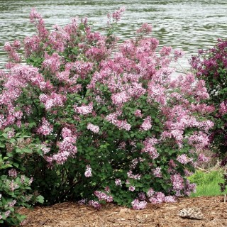 Syringa bloomerang pink perfume