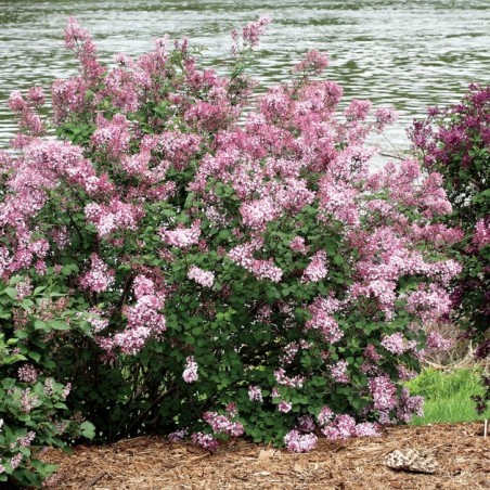 Syringa bloomerang pink perfume