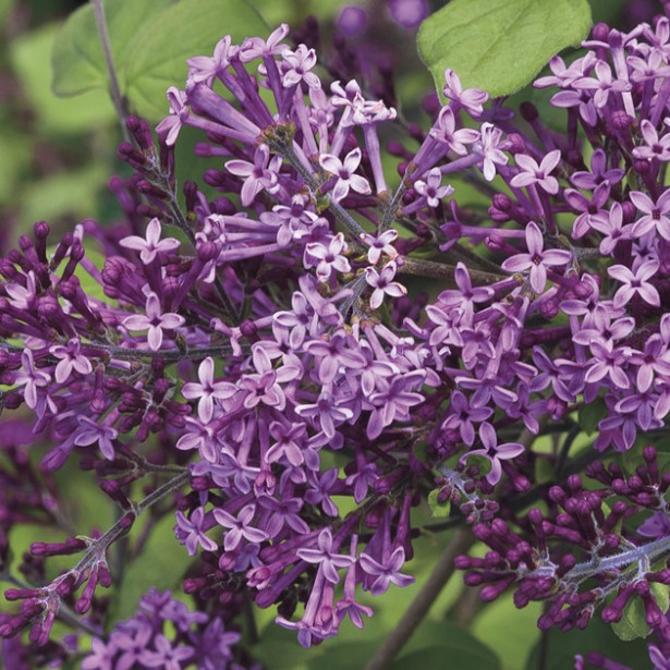 Syringa bloomerang dark purple