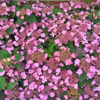 Hydrangea serrata koreana