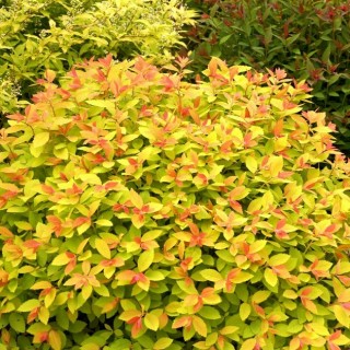 Spirea japonica double play big bang