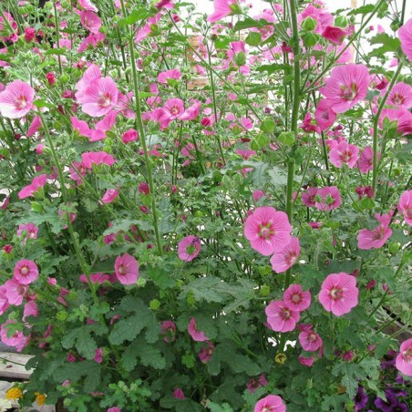 Anisodontea el rayo