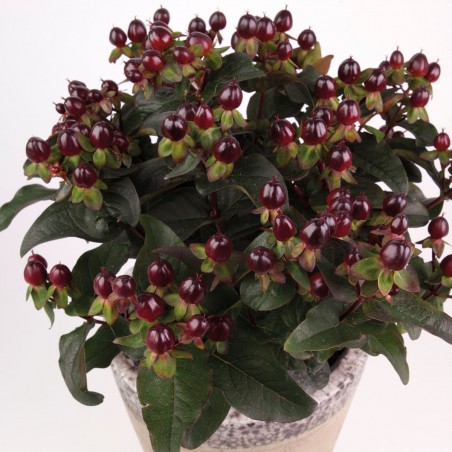 Hypericum X inodorum miracle night