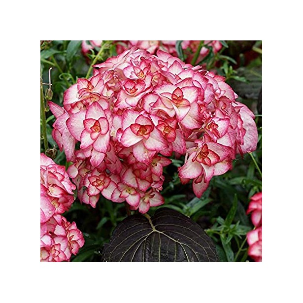 Hydrangea macrophylla You and Me Miss Saori