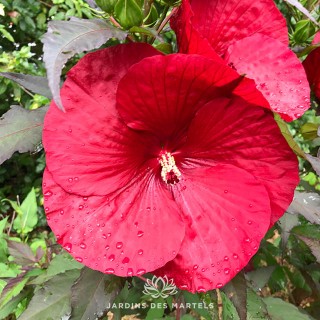 Hibiscus moscheutos Carrousel Geant Red