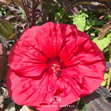 Hibiscus moscheutos Carrousel Red Wine