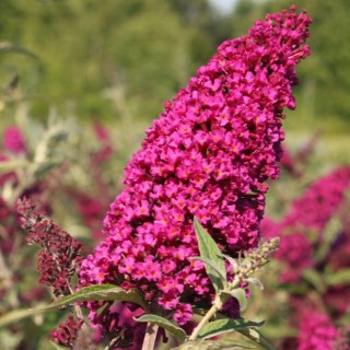 Buddleia buzz velvet