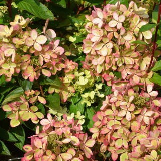 Hydrangea paniculata Pastelgreen
