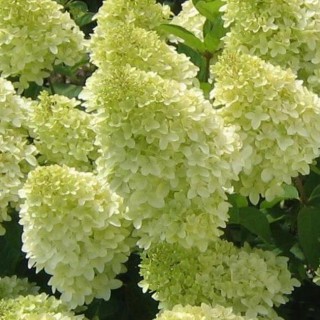 Hydrangea paniculata Magical Candle