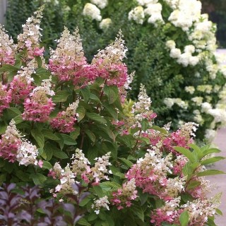 Hydrangea paniculata Pinky windy